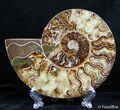 Inch Split Ammonite Pair #2619-3